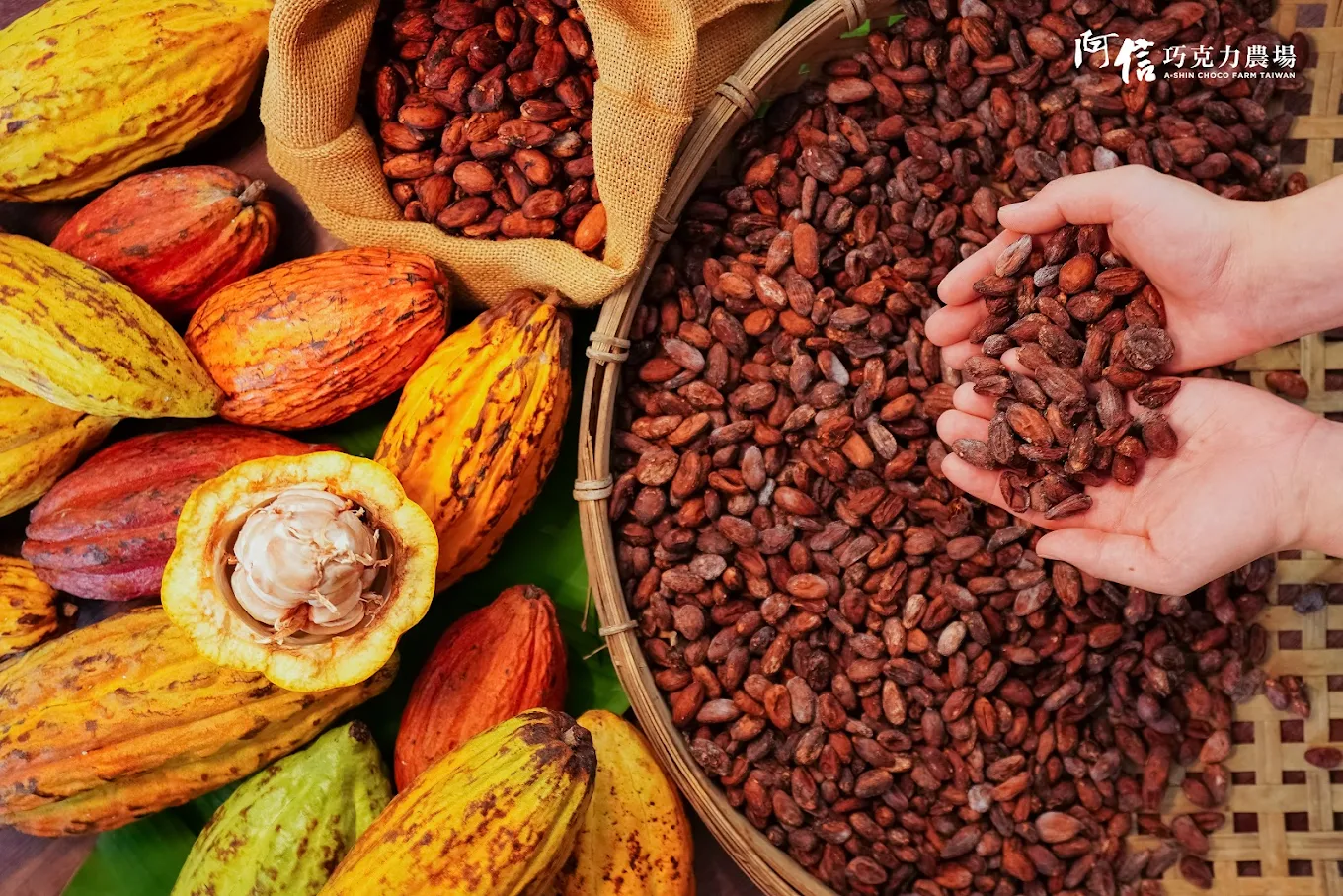 屏東阿信巧克力農場全攻略｜體驗可可香氣與自然共遊的親子天堂