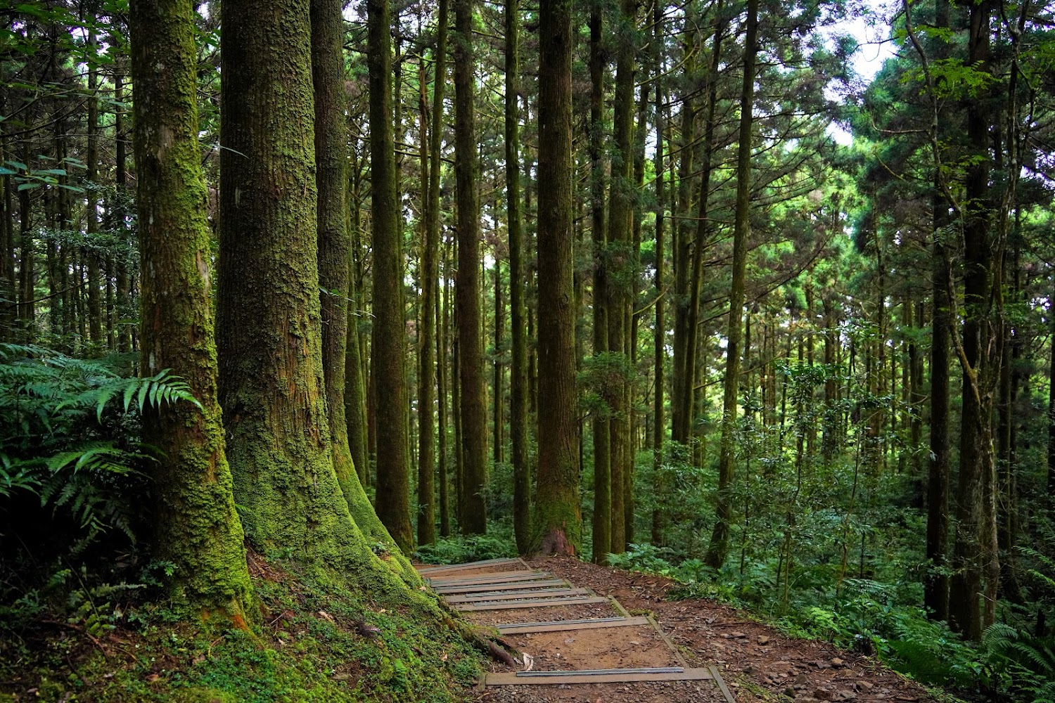 東眼山親子峰步道｜探索東眼山國家森林遊樂區：你的最佳健行及生態體驗指南