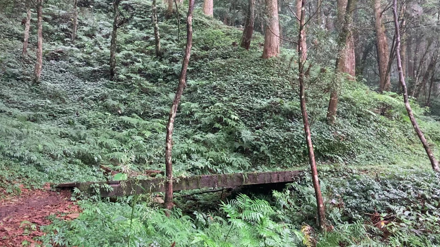 最新5 天前｜探索東眼山國家森林遊樂區：你的最佳健行及生態體驗指南