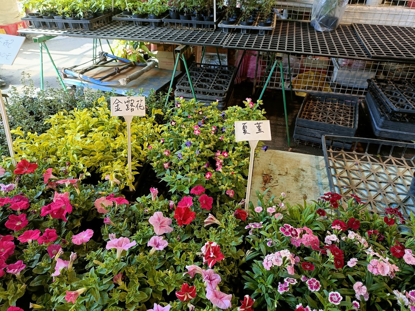 虎頭山假日花市|桃園一日遊開車攻略|五大必訪景點讓你輕鬆暢遊