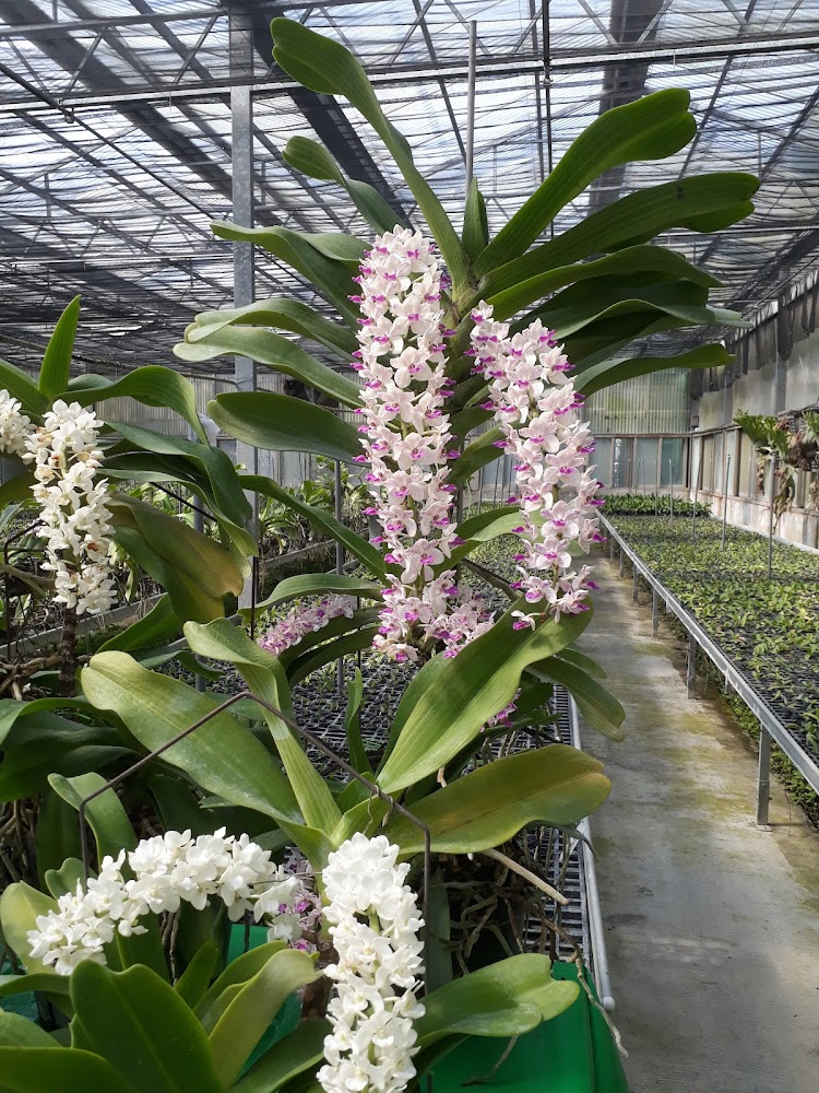 樸提蘭園｜探索草屯景點：坪頂神木、雙叉港蓄牧場等必訪之地