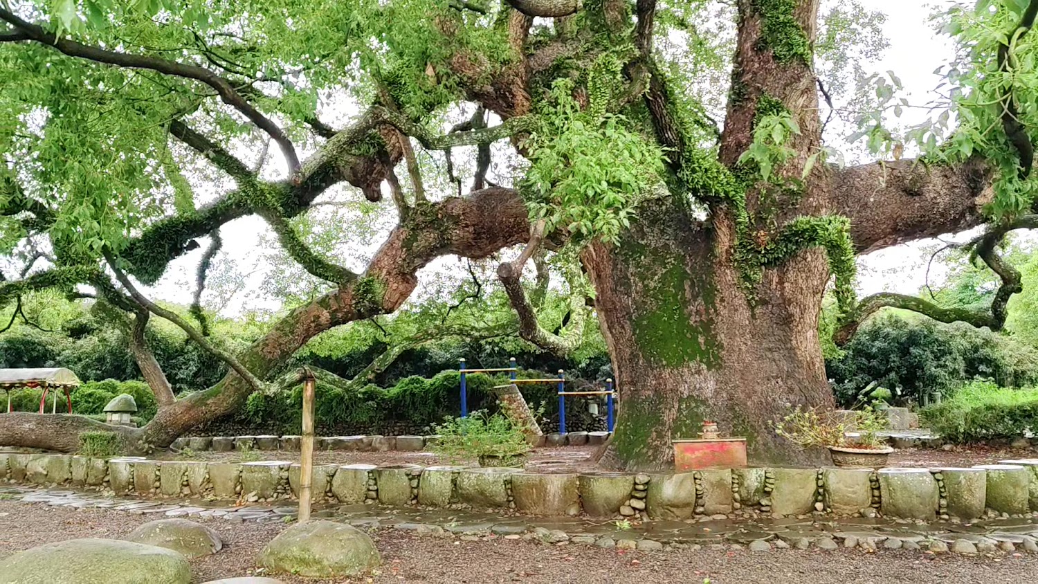 最新4 天前｜探索草屯景點：坪頂神木、雙叉港蓄牧場等必訪之地