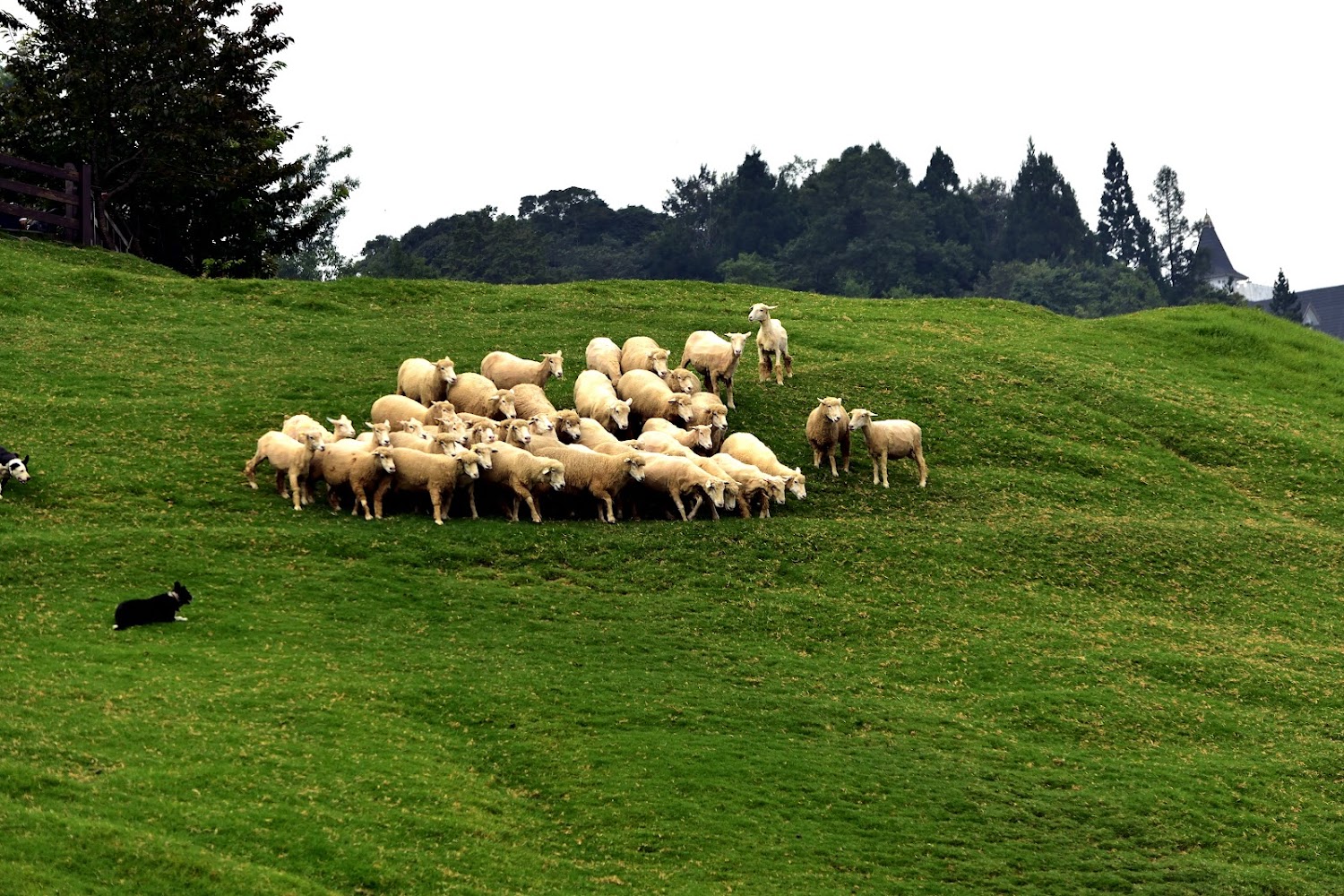 清境農場綿羊秀｜南投景點兩天一夜攻略｜發現隱藏版旅遊寶地