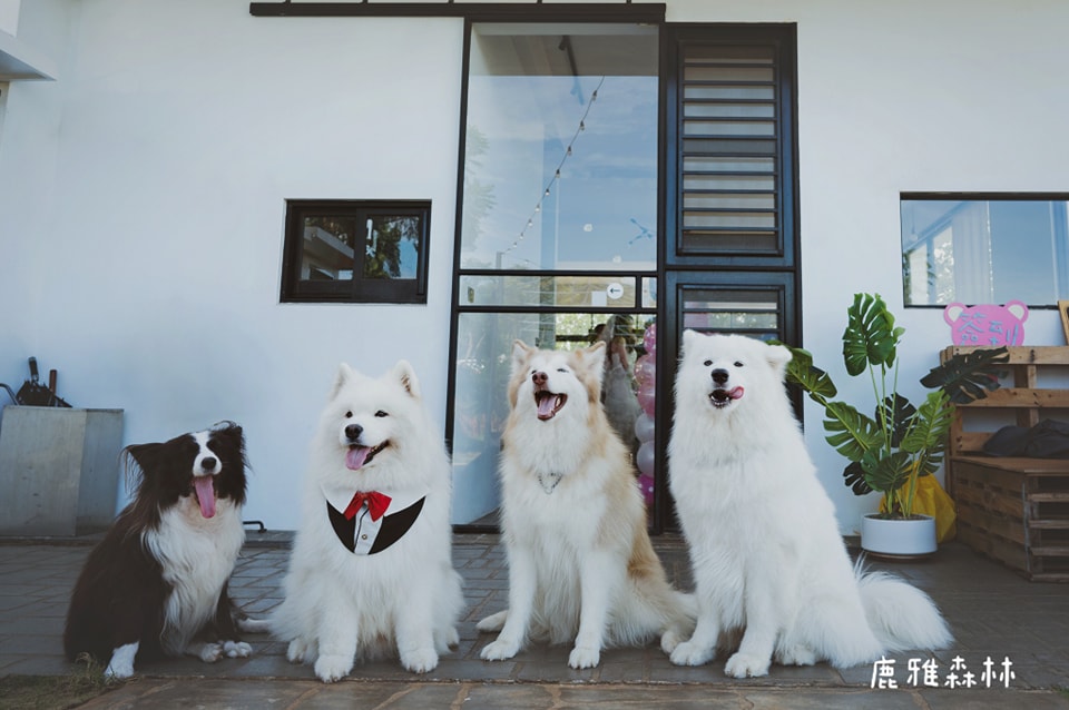 🐾台中沙鹿一日遊｜寵物友善景點與鹿雅森林夜景饗宴