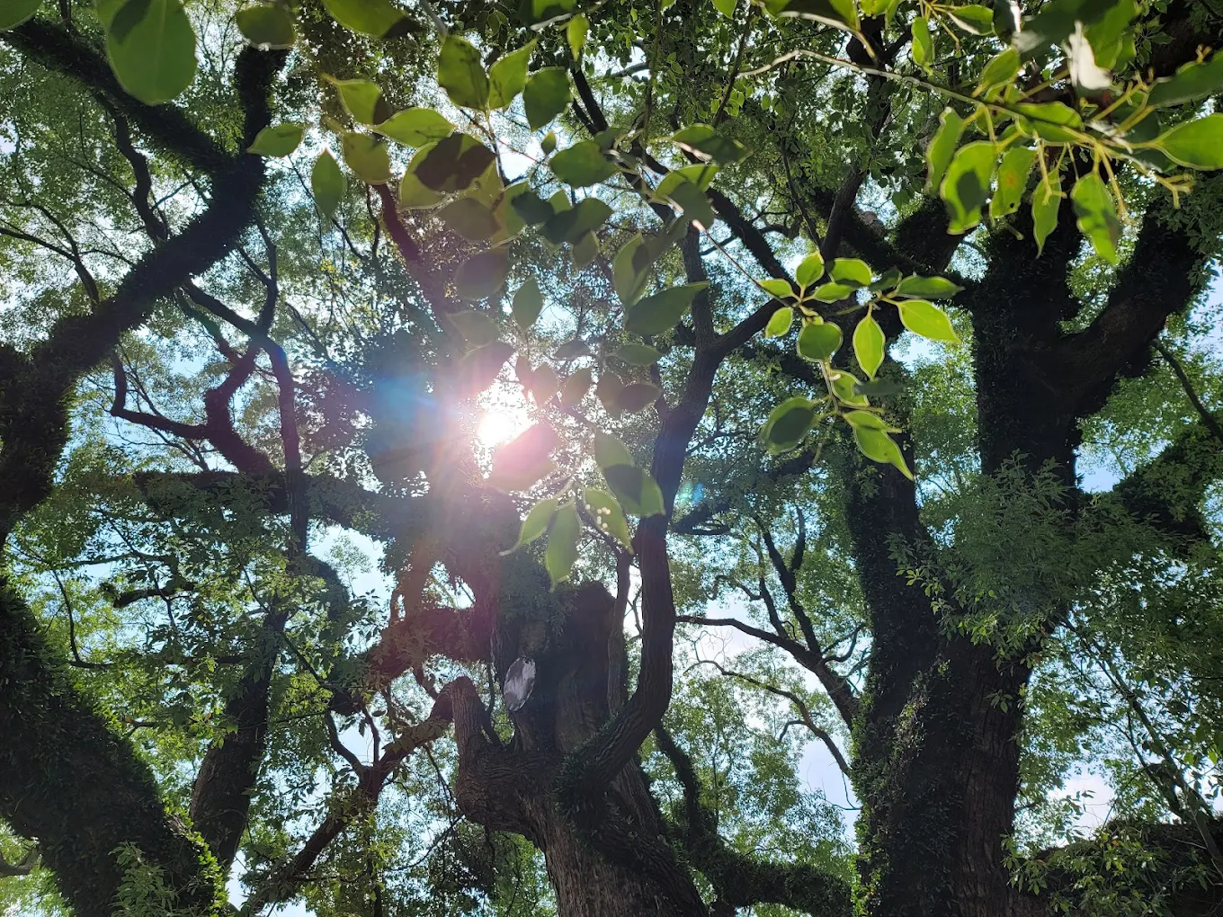 探索草屯秘境｜坪頂神木與雙叉港畜牧場的自然深遊