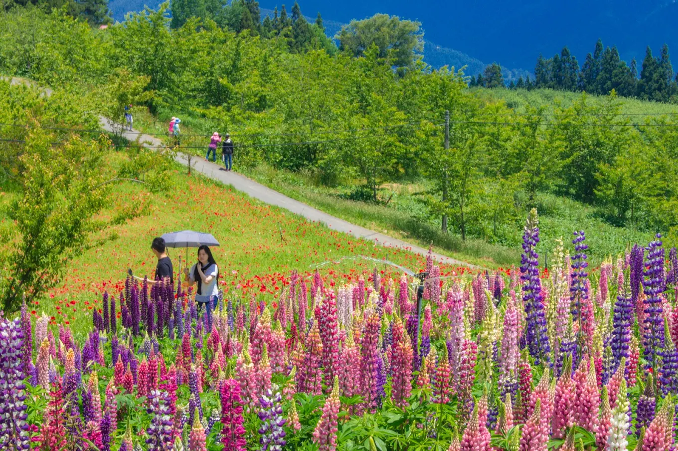 中部避暑景點精選｜五大天然清涼秘境讓身心徹底放鬆