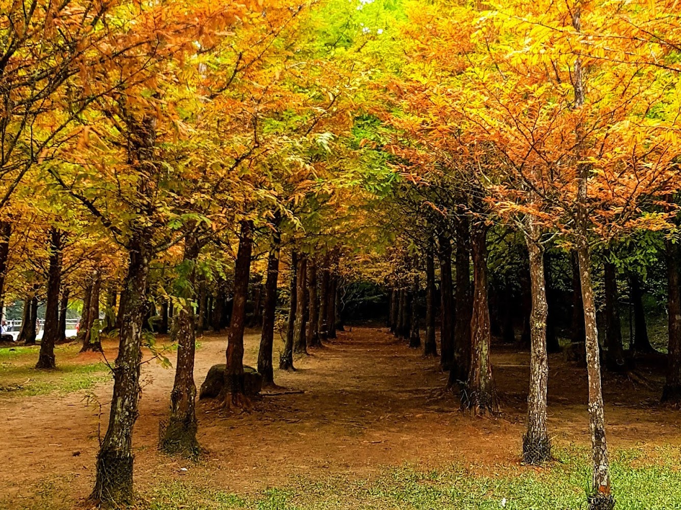 金黃色紅檜｜杉林溪森林遊樂園最佳旅遊攻略｜不可錯過的景點與活動
