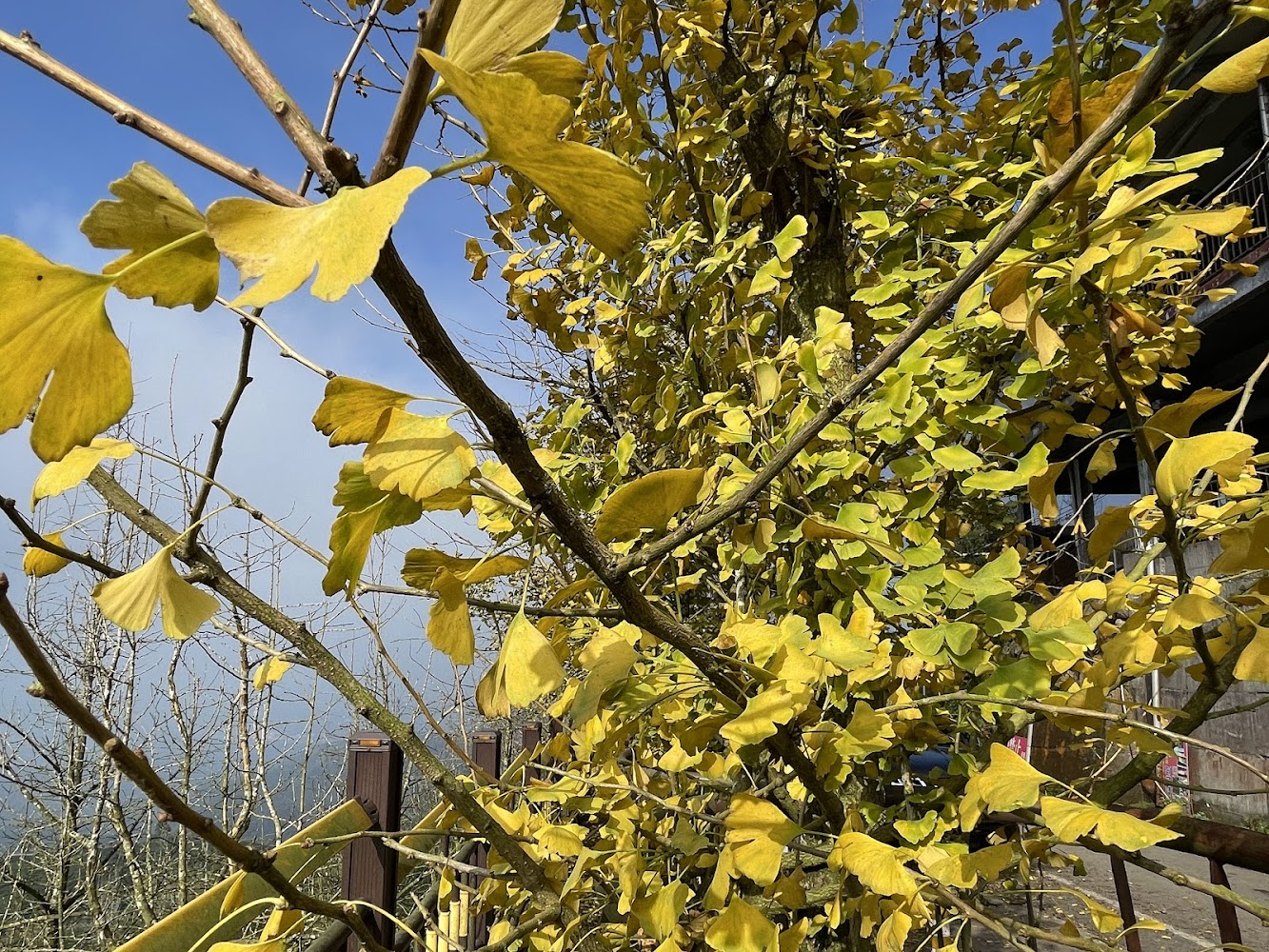 溪頭自然教育園區｜銀杏森林：探索南投最美秋景的旅遊指南