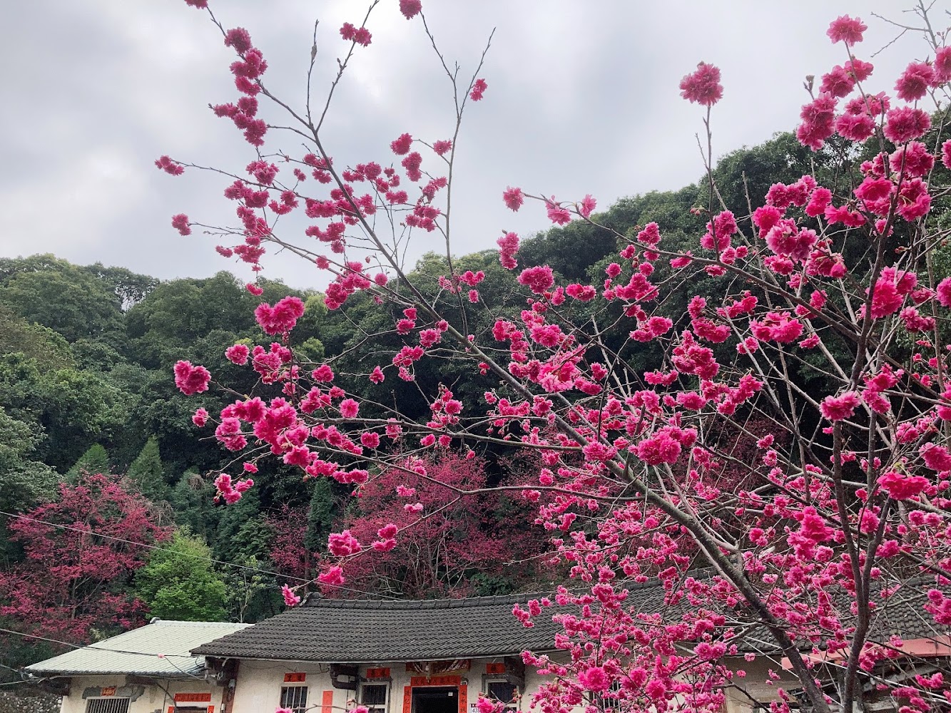 吳家古厝石階櫻花（櫻花秘境）｜彰化秘境私藏旅行：發現不為人知的美景與美食