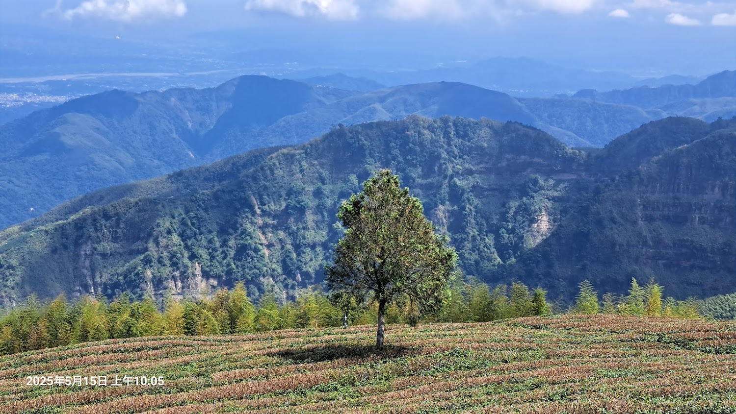 雲嶺之丘森林步道｜探索雲林景點｜你不可錯過的五大隱藏寶地