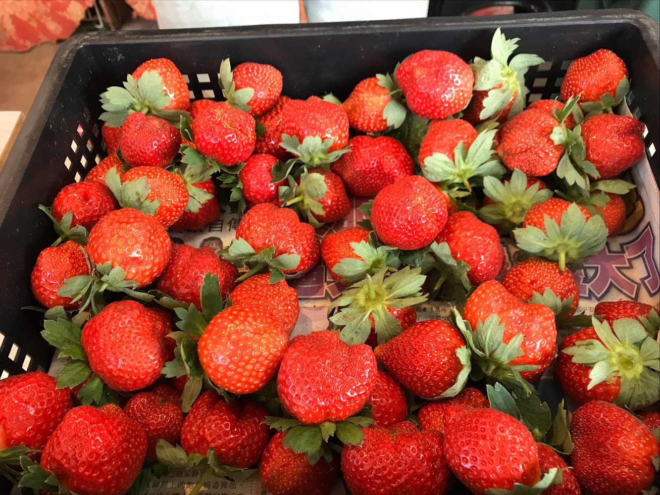 幸福莓滿草莓園｜大湖草莓的五大必訪草莓園介紹｜享受採草莓的樂趣與美味