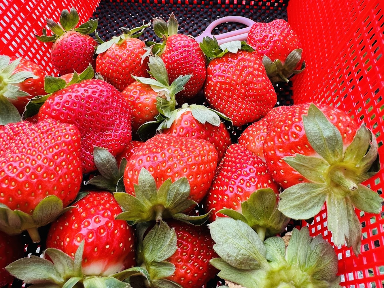 來來牛奶草莓園｜大湖草莓的五大必訪草莓園介紹｜享受採草莓的樂趣與美味