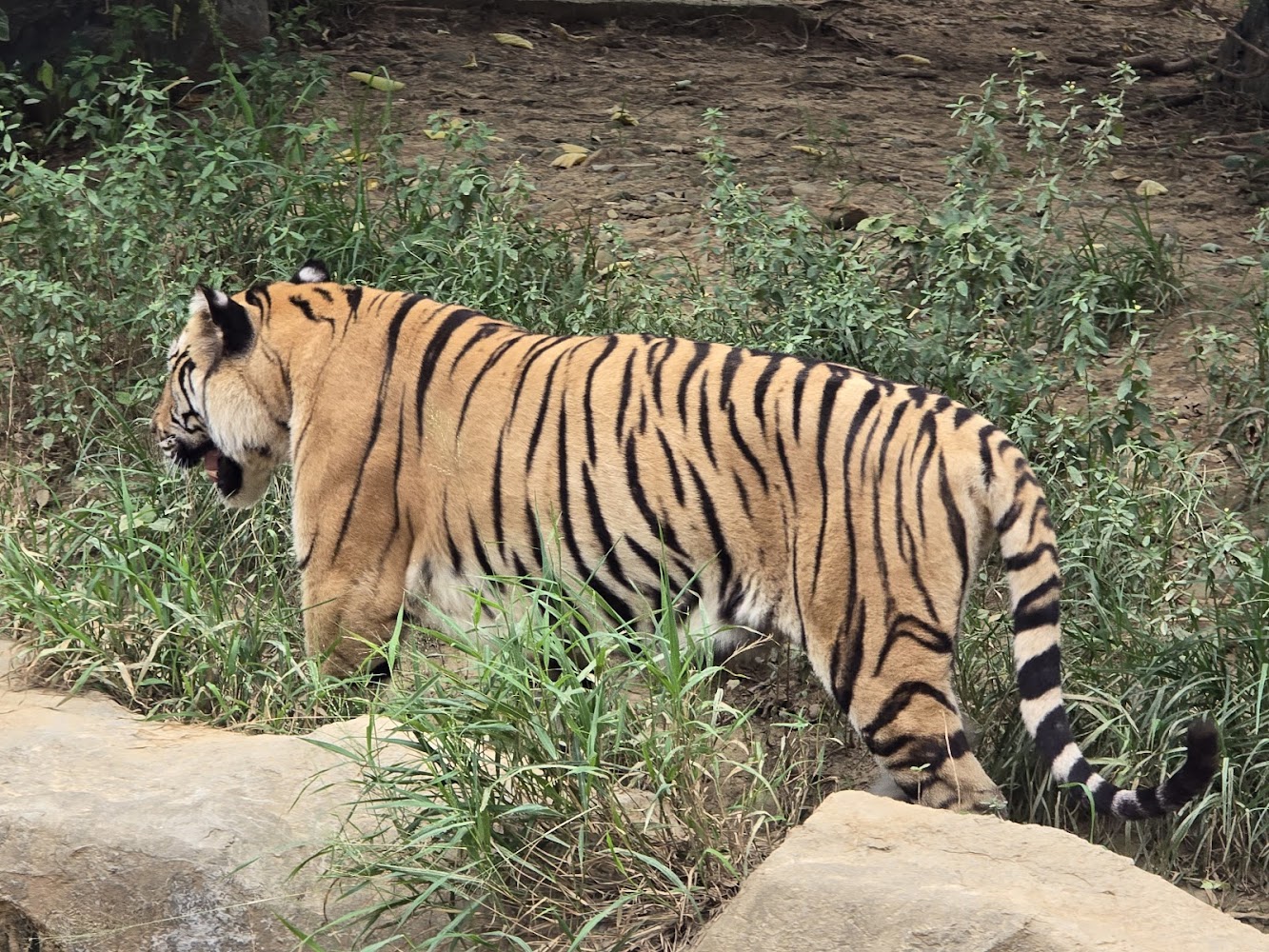 所有照片｜新竹動物園的五大必看動物｜讓你不虛此行