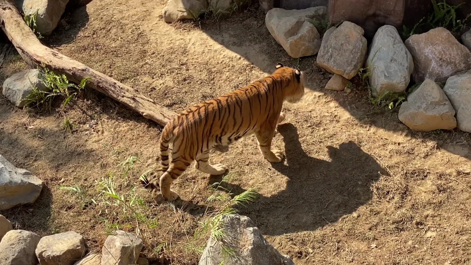 最新消息｜新竹動物園的五大必看動物｜讓你不虛此行
