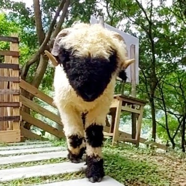 哈比丘茶樹森林｜苗栗親子景點推薦：5個必訪的親子樂園