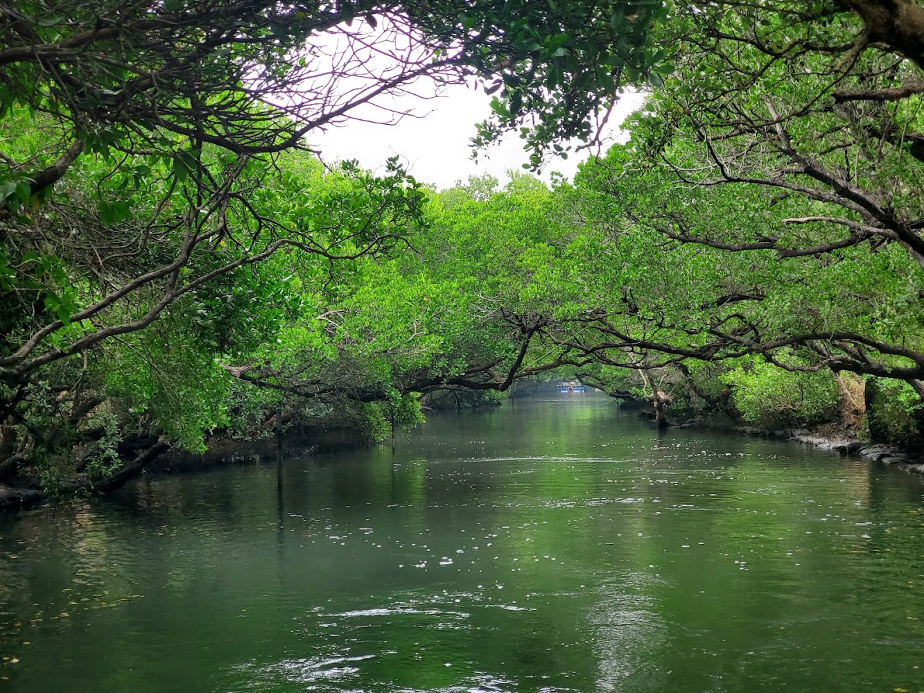 四草綠色隧道｜台南好玩私房景點｜探索隱藏的旅行寶藏