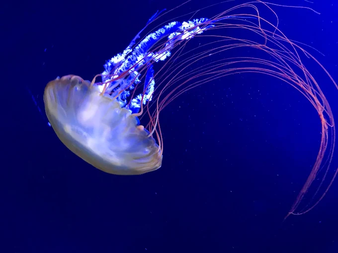 澎湖水族館全攻略｜親子互動、海底隧道、水母奇景一次體驗！