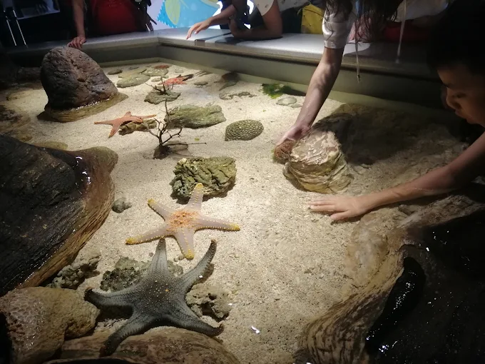 澎湖水族館全攻略｜親子互動、海底隧道、水母奇景一次體驗！