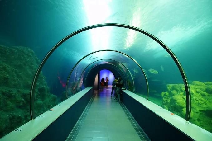 澎湖水族館全攻略｜親子互動、海底隧道、水母奇景一次體驗！