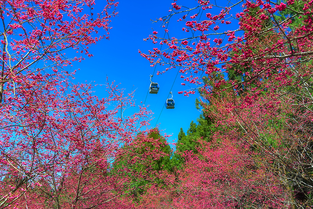 探索九族文化村的多元魅力：最佳旅遊秘訣與體驗分享