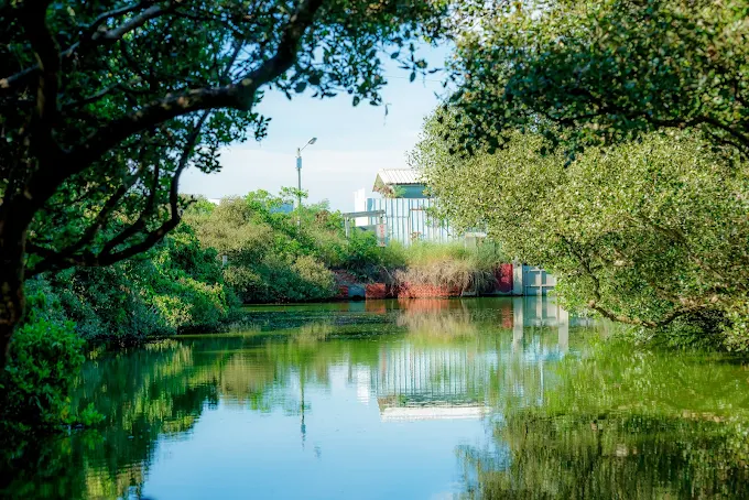 四草綠色隧道如夢似幻的紅樹林景觀