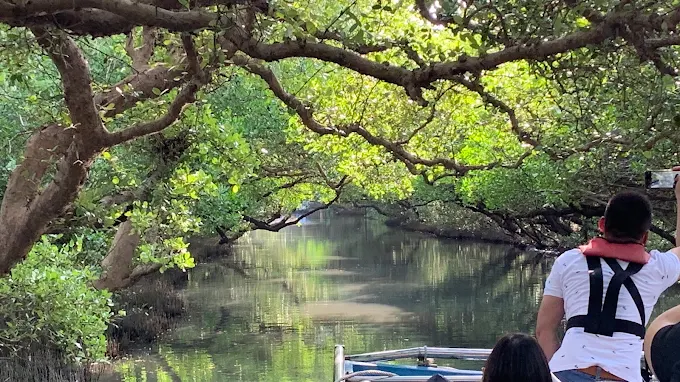 在台南四草綠色隧道緩緩漂過綠意水道，感受大自然的靜謐之美