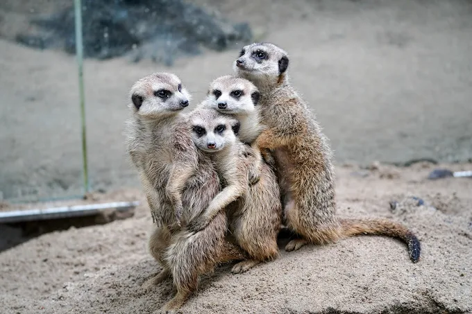 探索臺北動物園｜展區亮點、互動體驗與交通指南一次掌握！