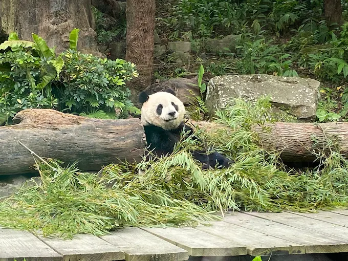 探索臺北動物園｜展區亮點、互動體驗與交通指南一次掌握！