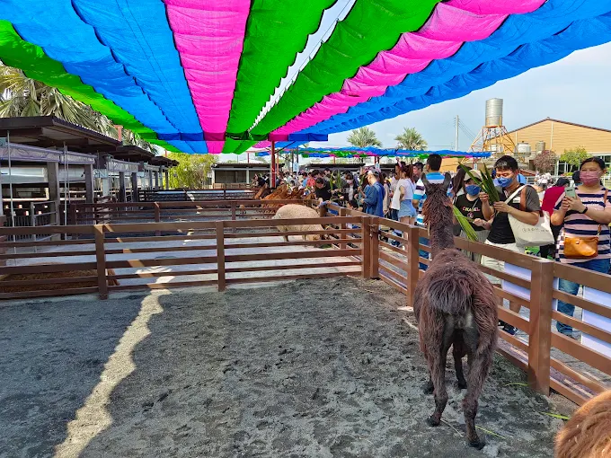 嘉義三隻小豬觀光農場遊客與羊駝互動餵食區