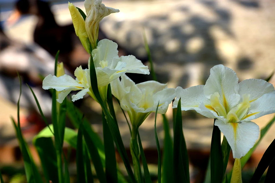 新竹親子景點推薦：讓全家一起探索綠世界、生態農場與動物樂園
