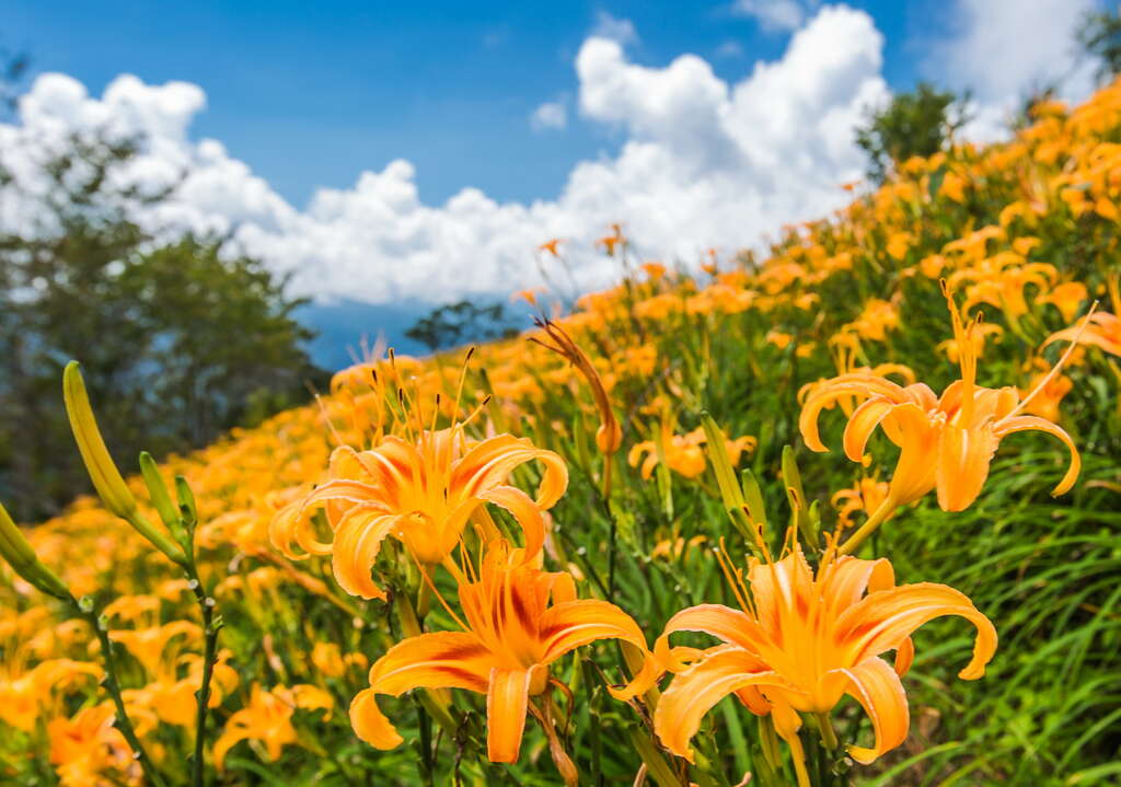 台東太麻里必訪攻略｜金針山花海、最美多良車站與日昇台日出全收錄