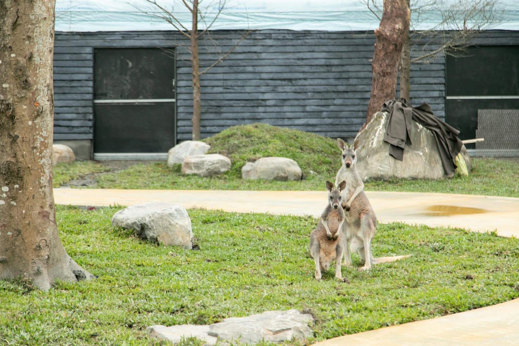 2025 宜蘭親子景點必玩｜蘭陽動植物王國全攻略：動物互動＋DIY體驗超精彩