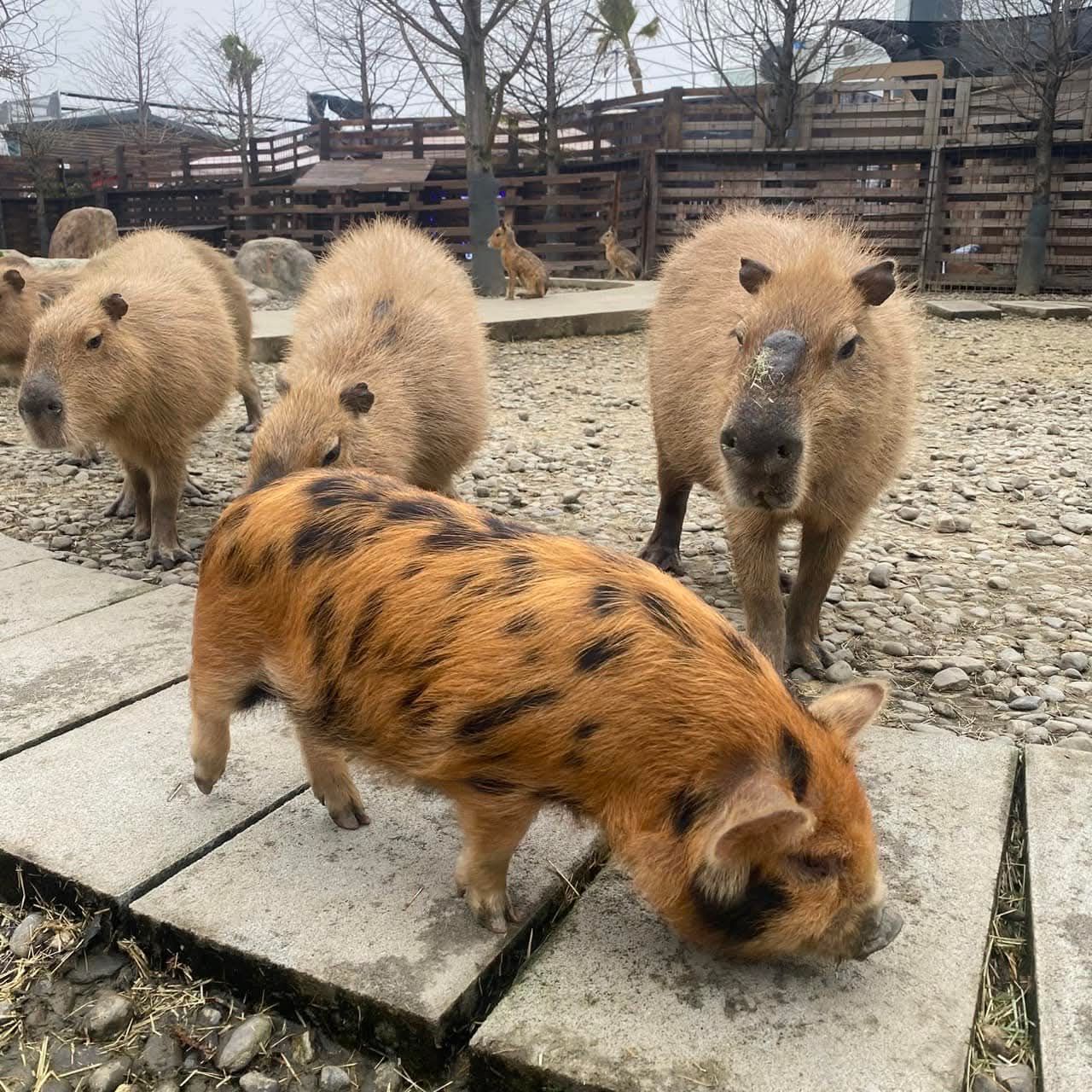 2025 宜蘭親子景點必玩｜蘭陽動植物王國全攻略：動物互動＋DIY體驗超精彩