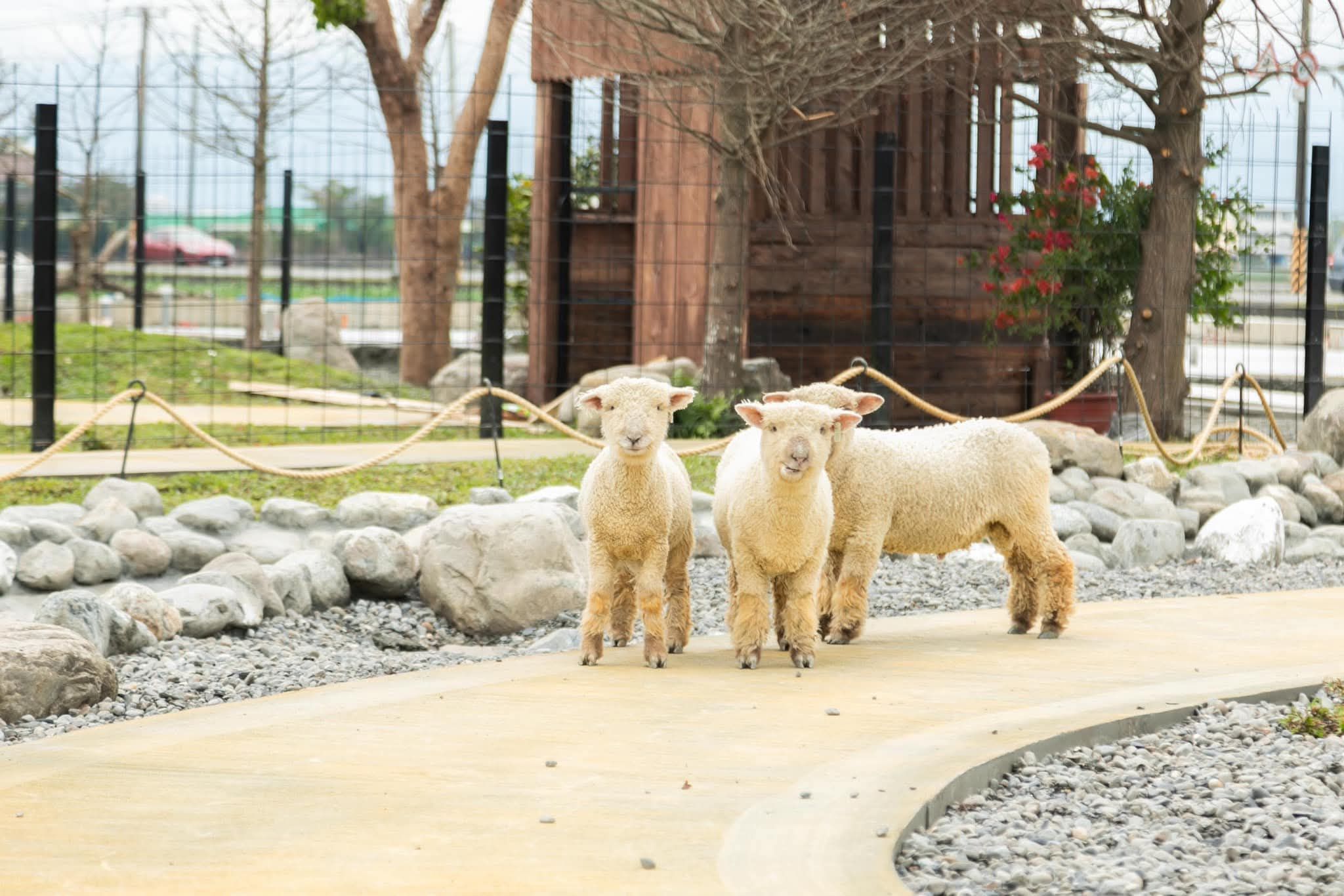 2025 宜蘭親子景點必玩｜蘭陽動植物王國全攻略：動物互動＋DIY體驗超精彩