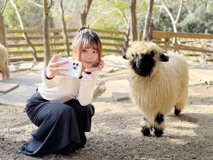 哈比丘茶樹森林