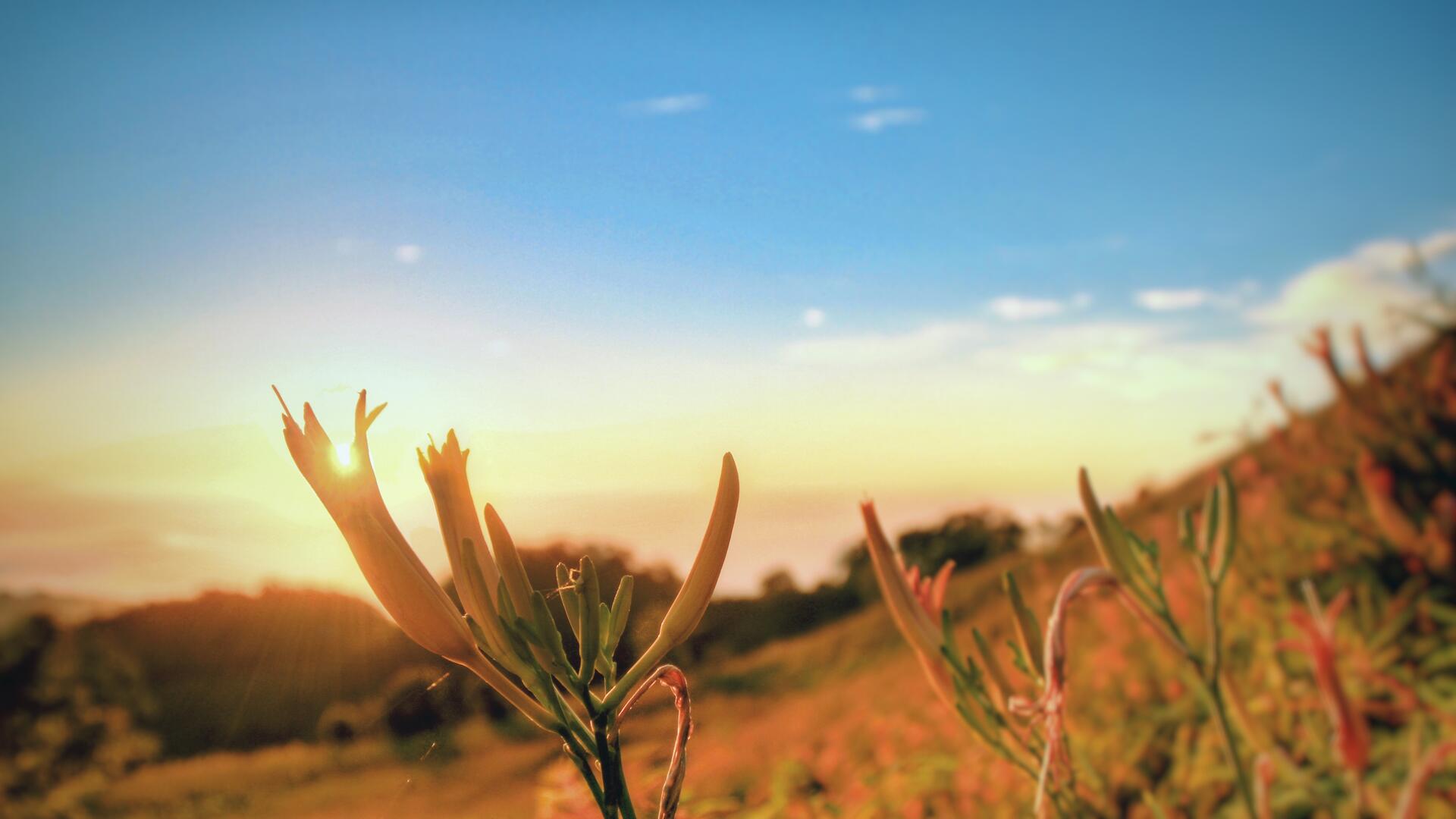 台東太麻里必訪攻略｜金針山花海、最美多良車站與日昇台日出全收錄