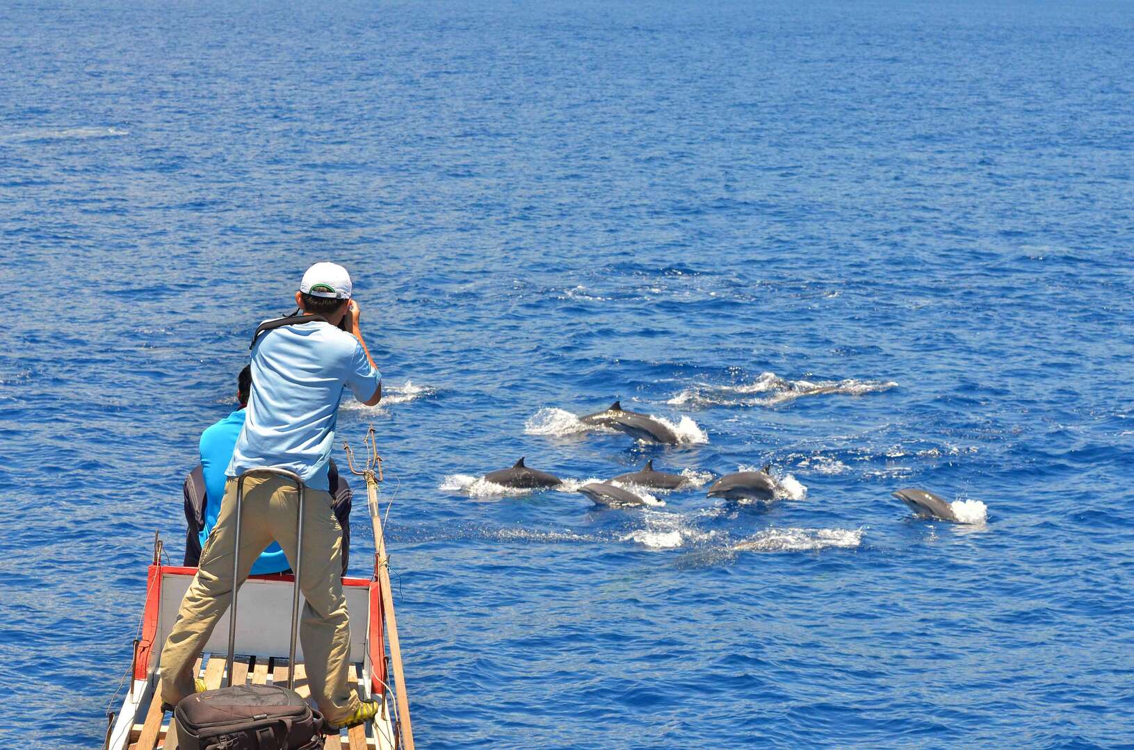 晉領號友善賞鯨船