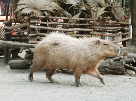頑皮世界：家庭樂趣的最佳選擇