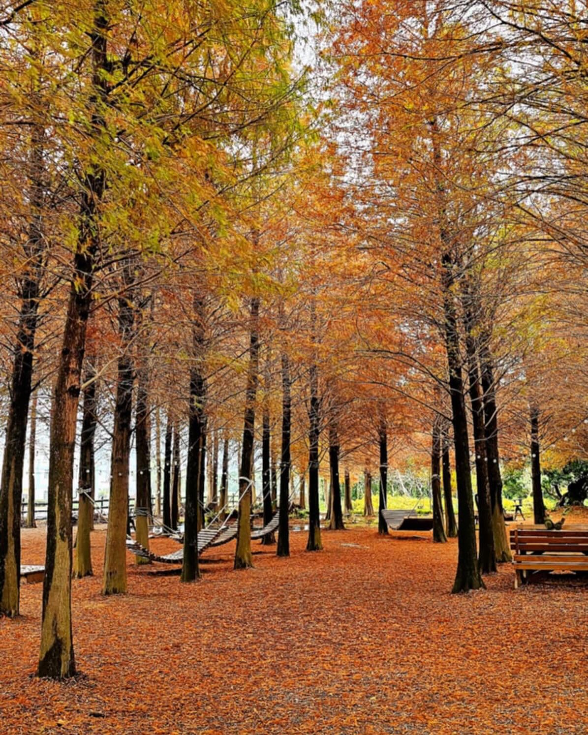 南投景點之旅：日月潭、月牙灣、落羽松森林、猴探井天空之橋與鯉魚潭的精華介紹