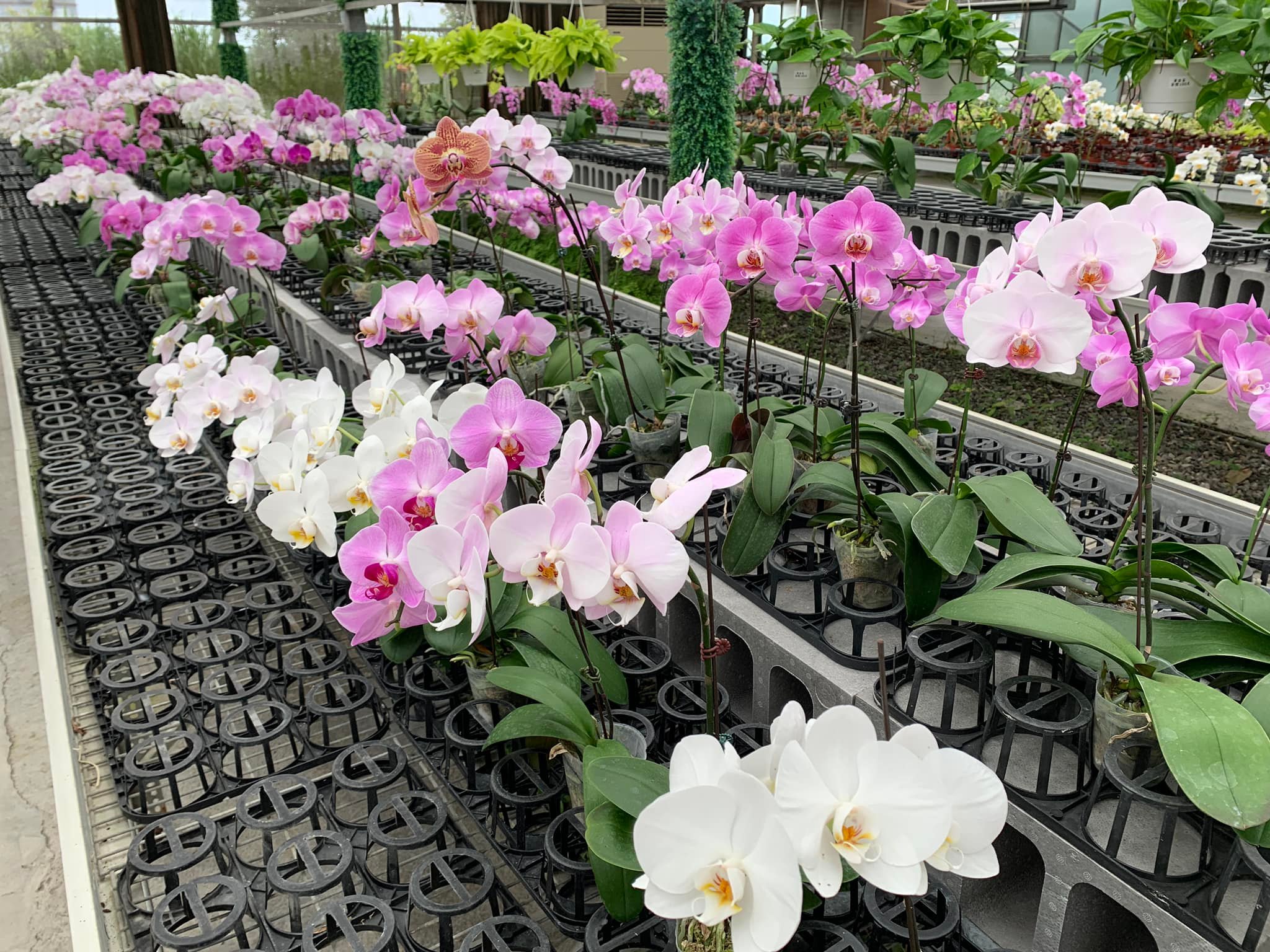 宜蘭景點推薦:必訪的明池森林遊樂區、國立傳統藝術中心與更多精彩景點