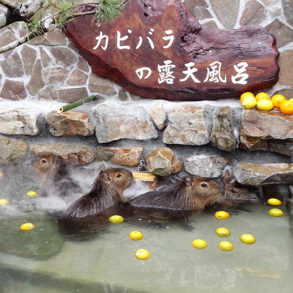 張美阿嬤農場的親子遊玩攻略｜提升孩子的自然體驗