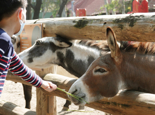 頑皮世界：家庭樂趣的最佳選擇