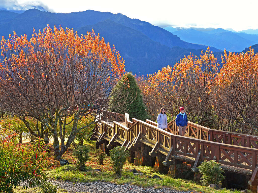 探索阿里山小火車|森林鐵路、日出雲海與在地美味全攻略