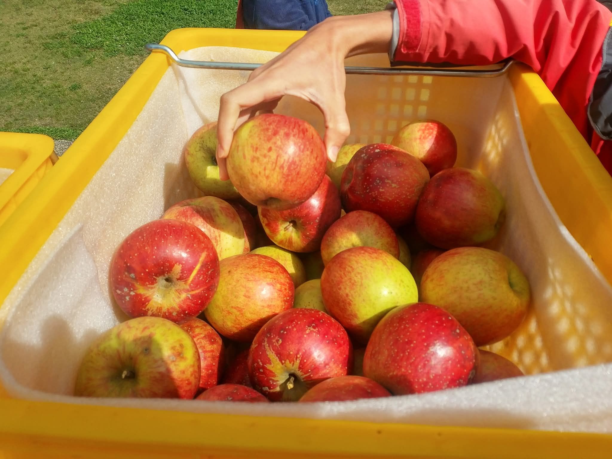福壽山農場水果採摘體驗全攻略｜蘋果、梨子與水蜜桃的高山甜美之旅