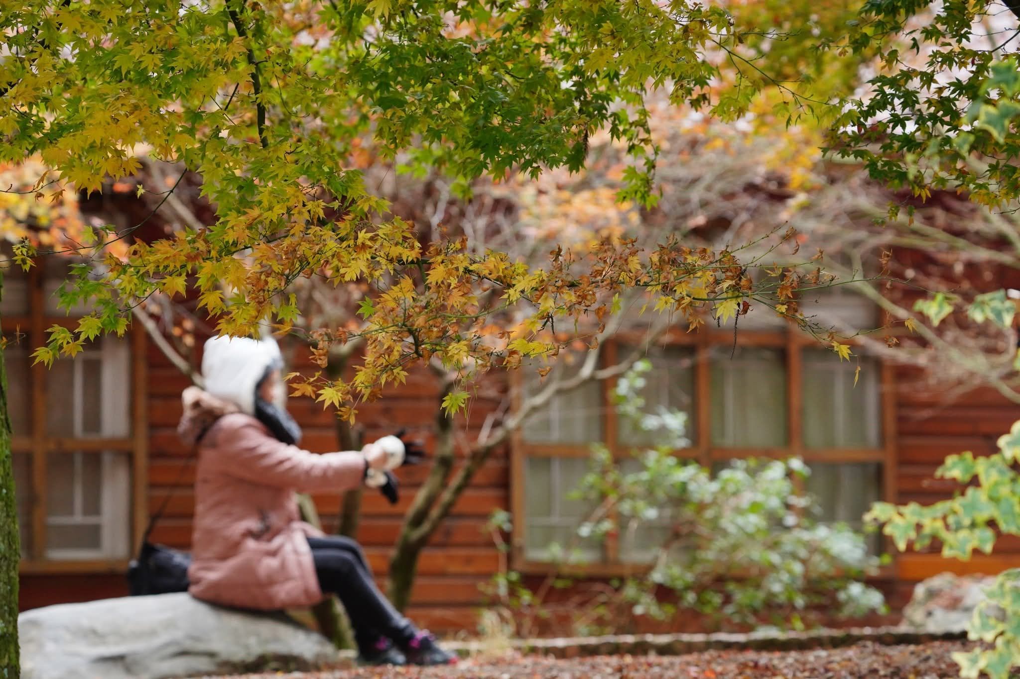 福壽山農場水果採摘體驗全攻略｜蘋果、梨子與水蜜桃的高山甜美之旅