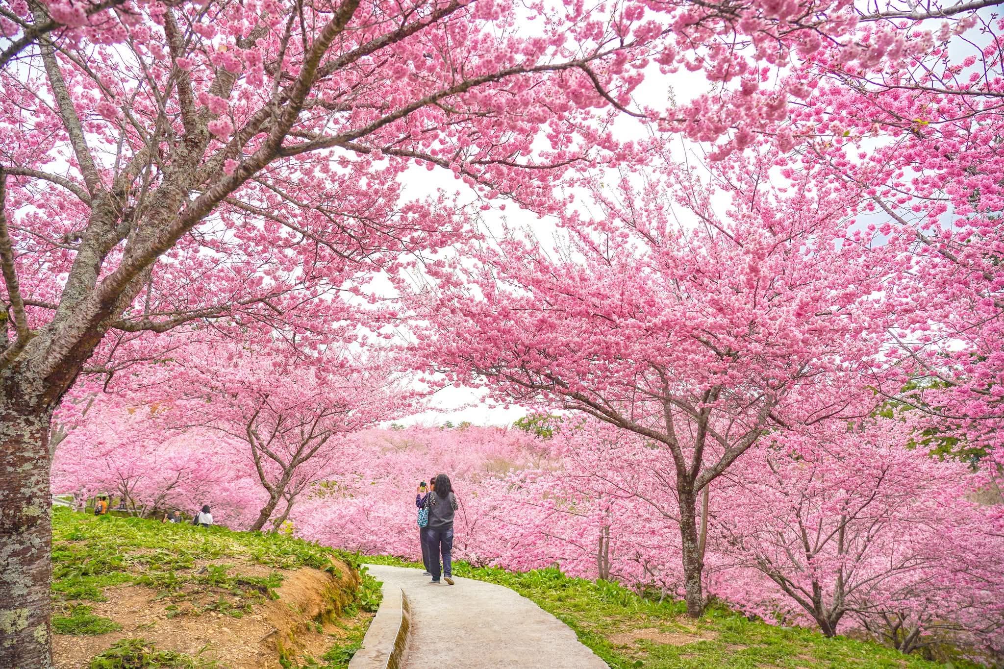 福壽山農場水果採摘體驗全攻略｜蘋果、梨子與水蜜桃的高山甜美之旅
