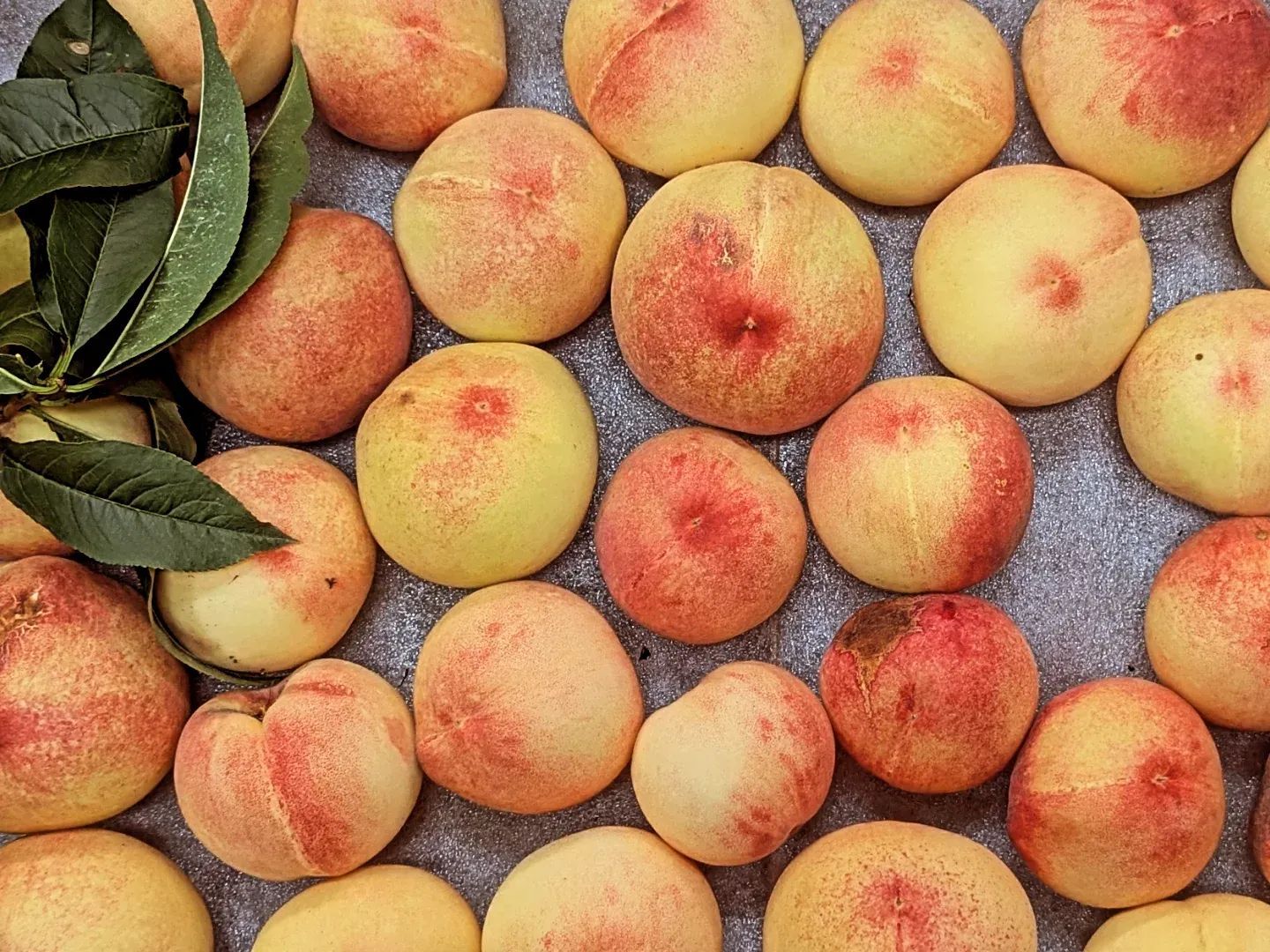 福壽山農場水果採摘體驗全攻略｜蘋果、梨子與水蜜桃的高山甜美之旅