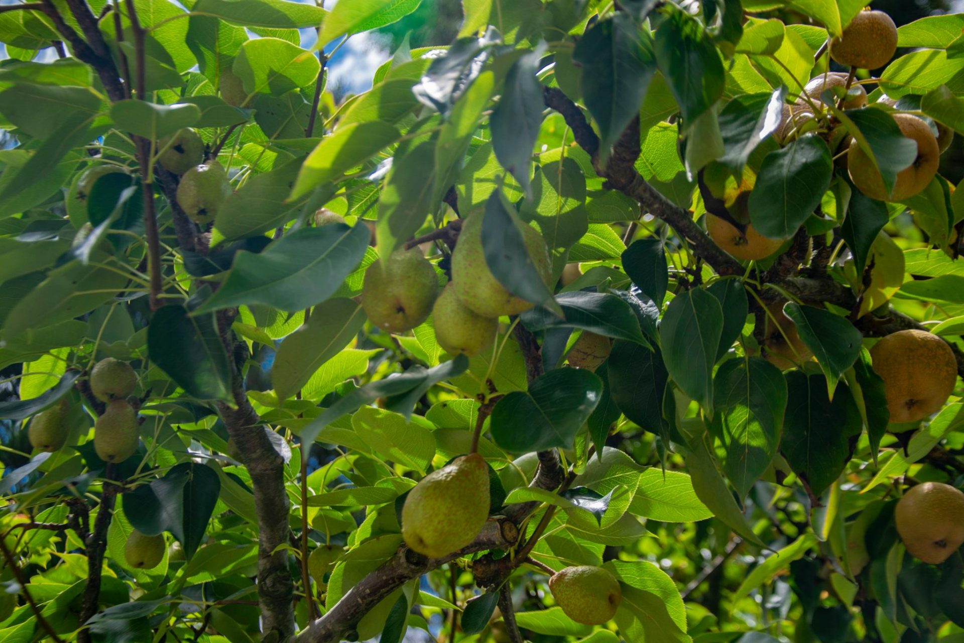 福壽山農場水果採摘體驗全攻略｜蘋果、梨子與水蜜桃的高山甜美之旅