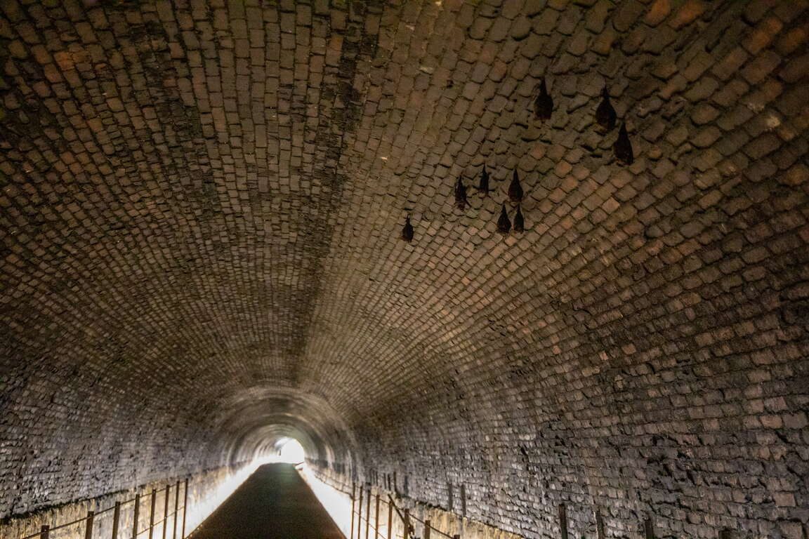 新北瑞芳必訪秘境！三貂嶺隧道蝙蝠生態探險與夢幻倒影美景