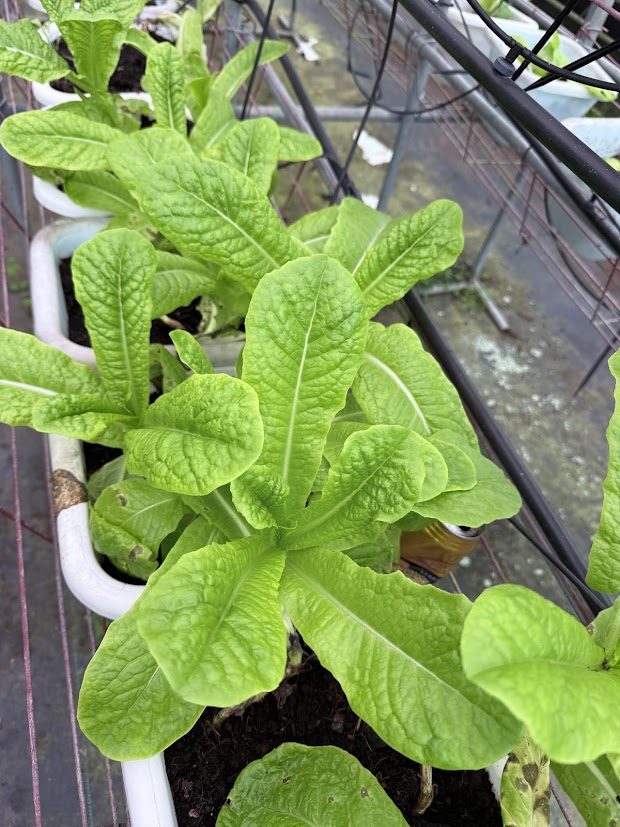 森林中悠閒的露營氛圍